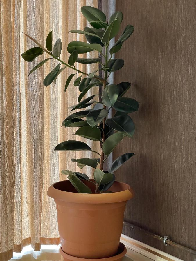 Park Azure Louvre Apartment Baku Zewnętrze zdjęcie